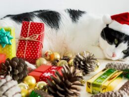 pete the cat ornament