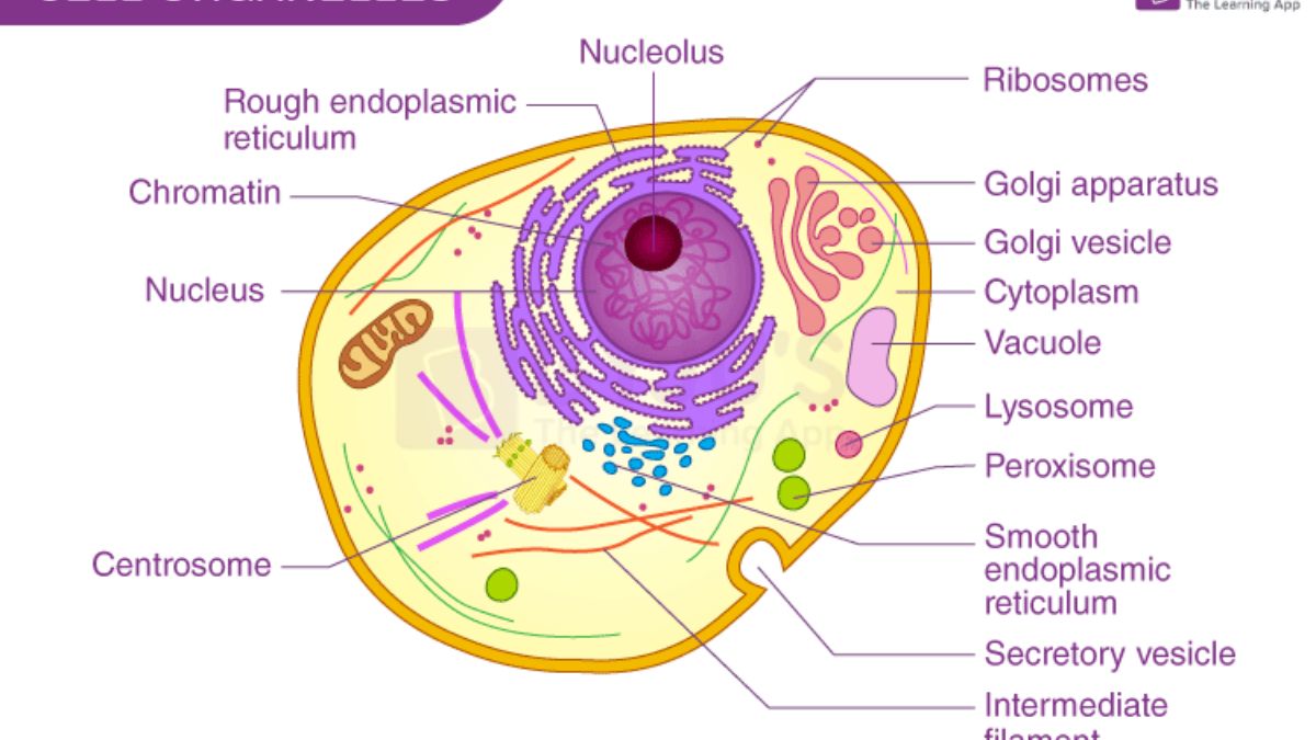Organelle s